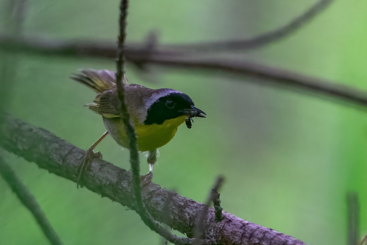 Common Yellowthroat - ML645570888