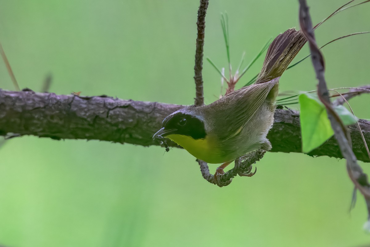 Common Yellowthroat - ML645570889