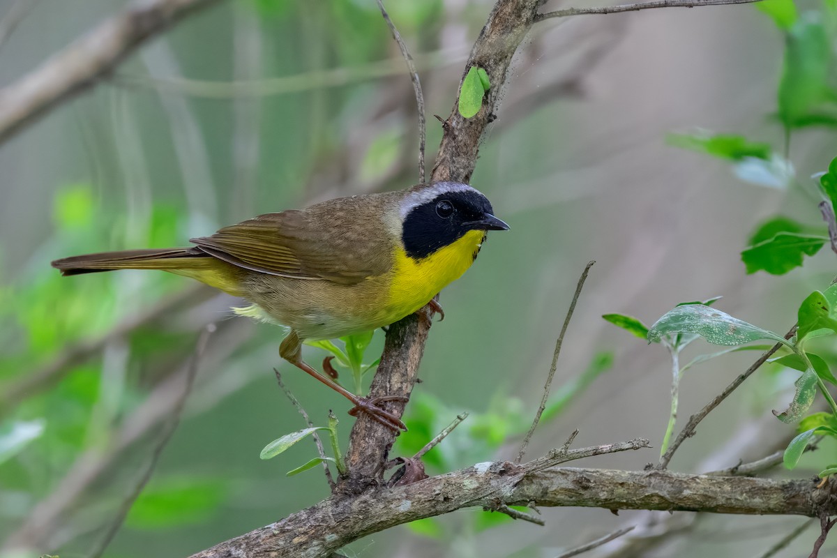 Common Yellowthroat - ML645570890