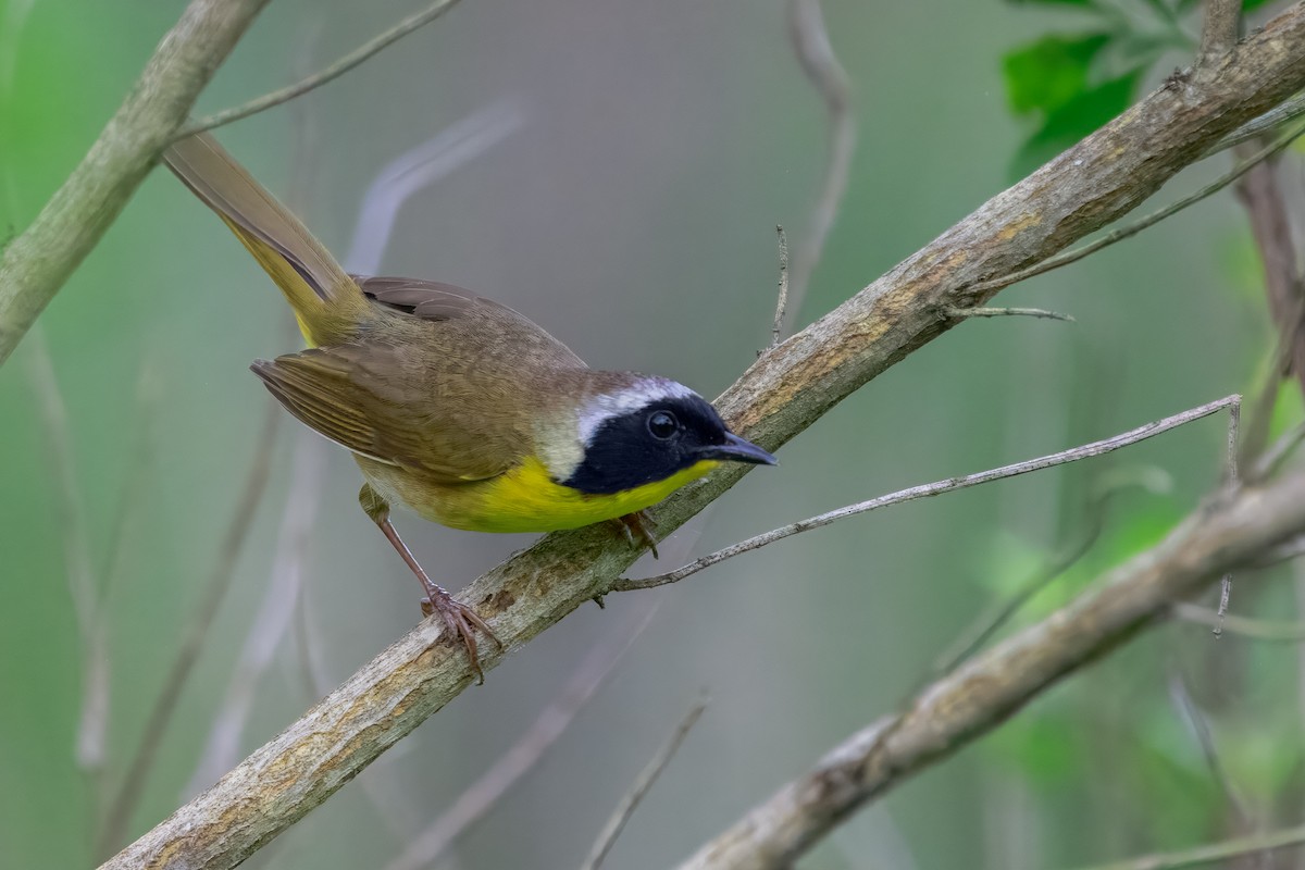 Common Yellowthroat - ML645570891