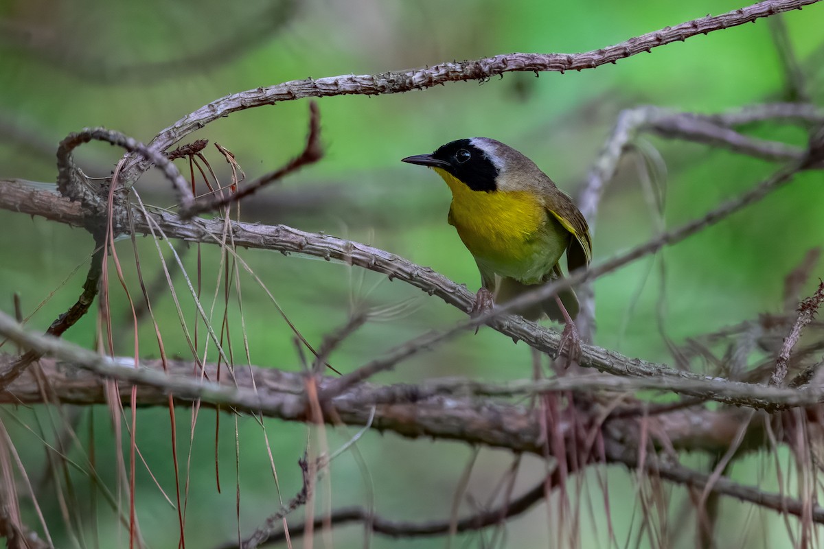 Common Yellowthroat - ML645570892