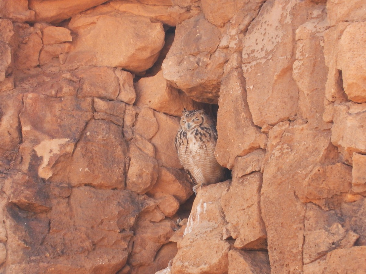 Пугач пустельний - ML645570893