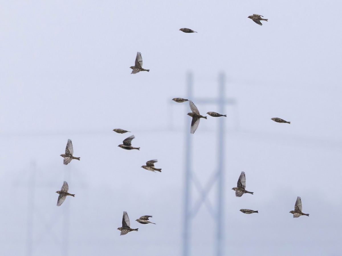 Подорожник лапландський - ML645570895