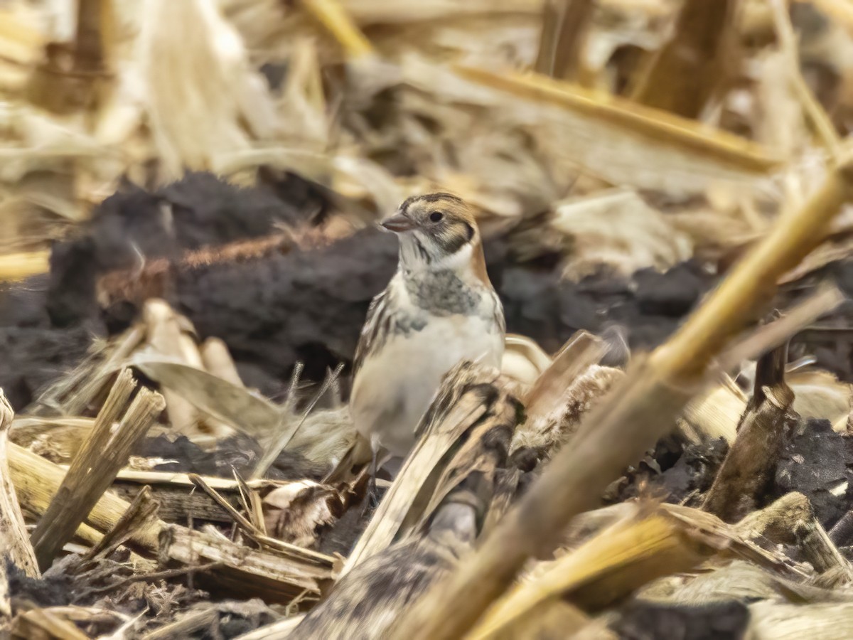 Подорожник лапландський - ML645570896