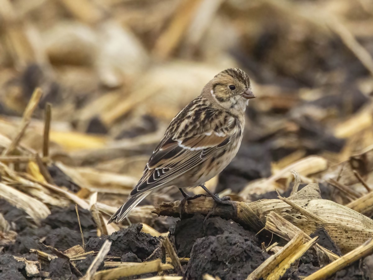 Подорожник лапландський - ML645570897