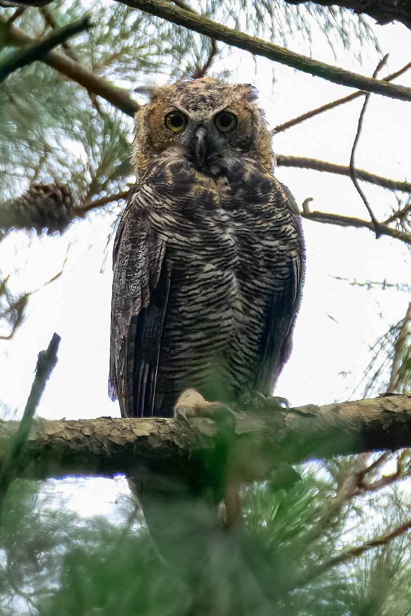 Great Horned Owl - ML645570912