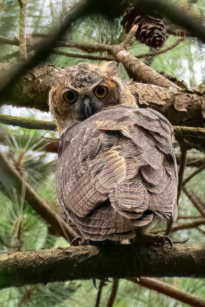 Great Horned Owl - ML645570913
