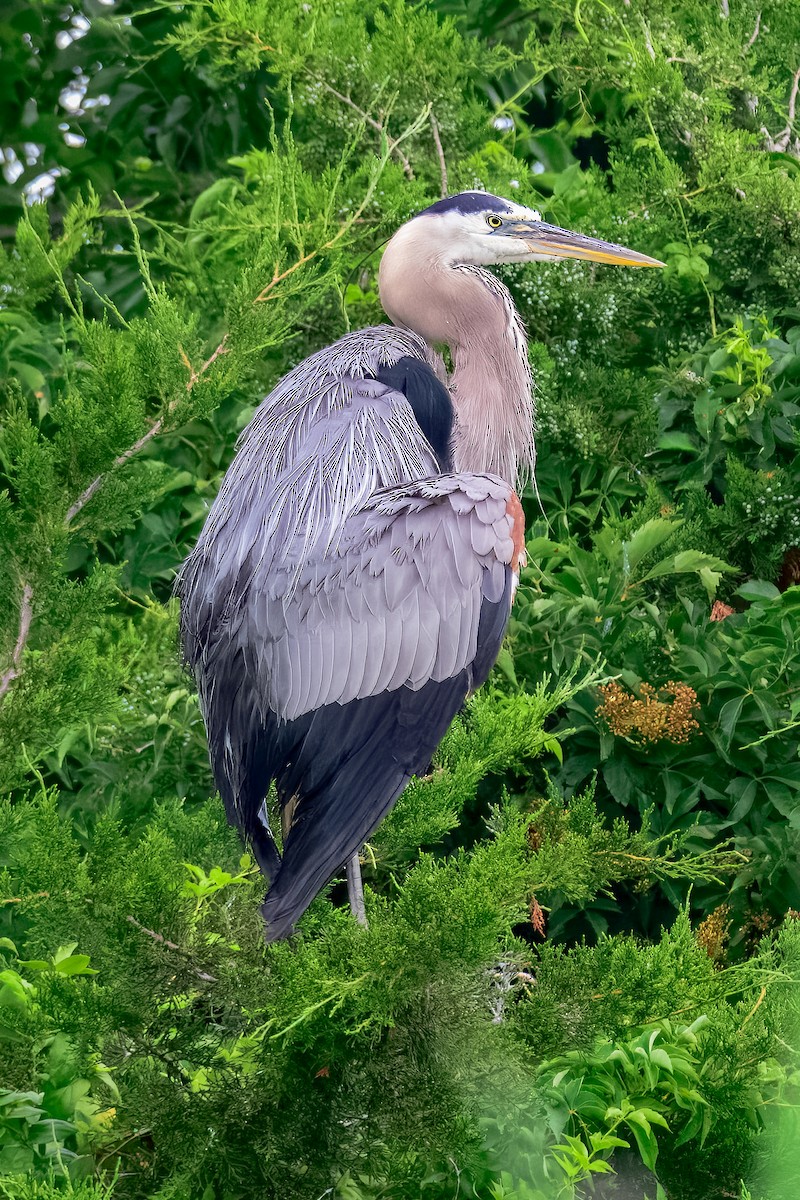 Great Blue Heron - ML645570924