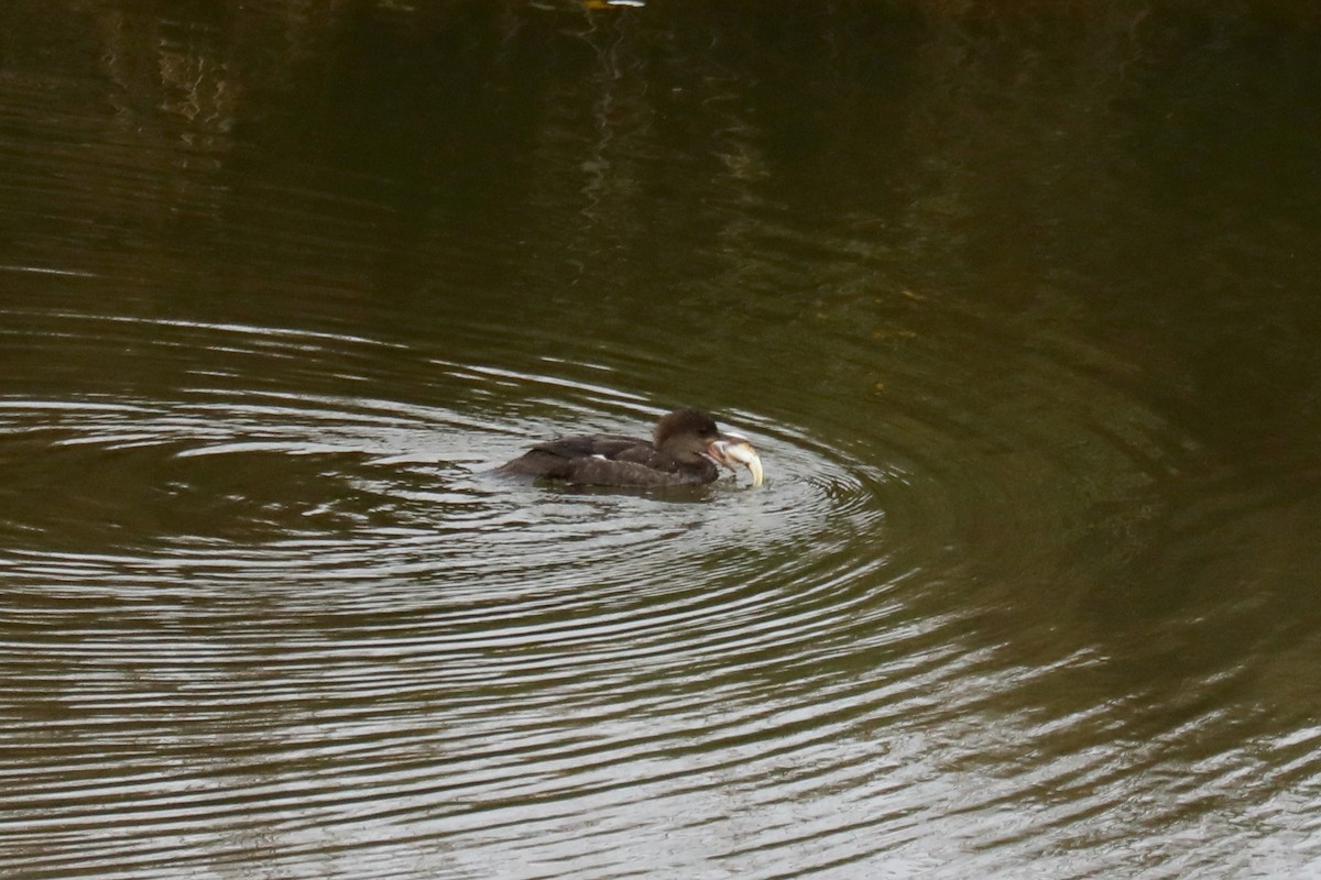 Hooded Merganser - ML645570929