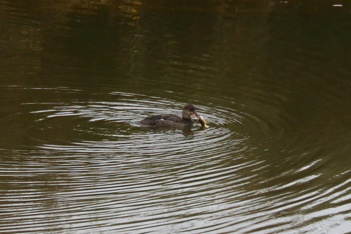 Hooded Merganser - ML645570930