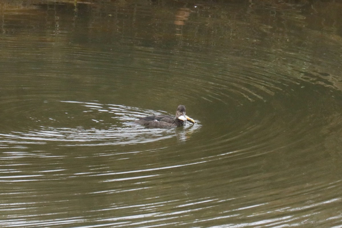 Hooded Merganser - ML645570931