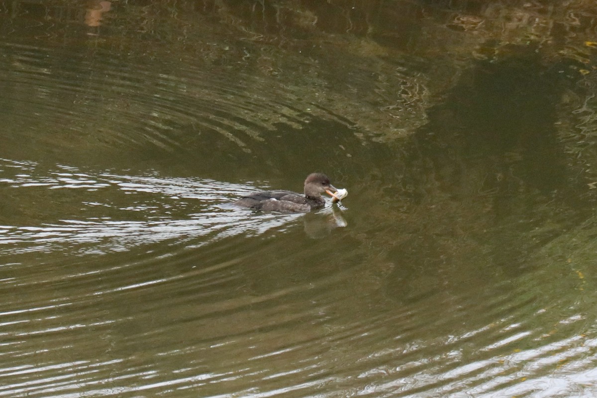 Hooded Merganser - ML645570932