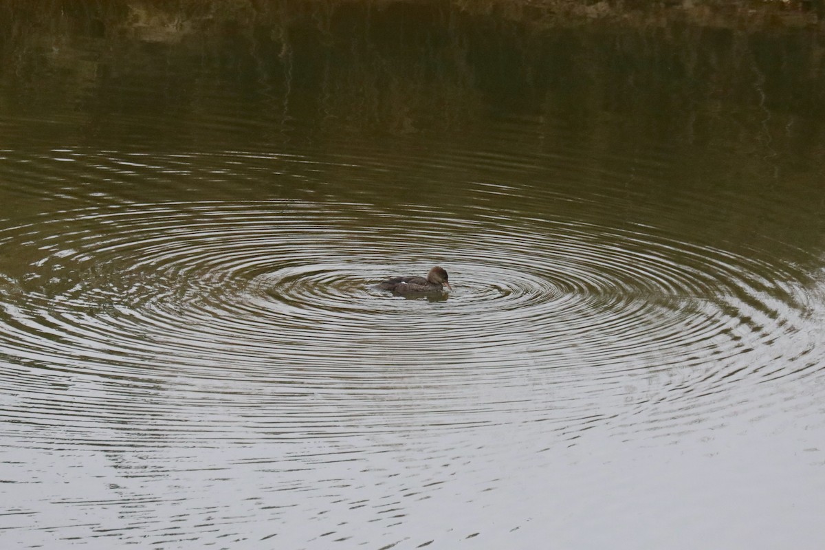 Hooded Merganser - ML645570933