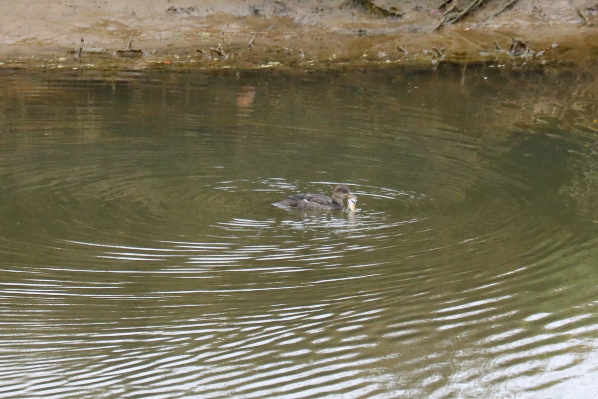 Hooded Merganser - ML645570934