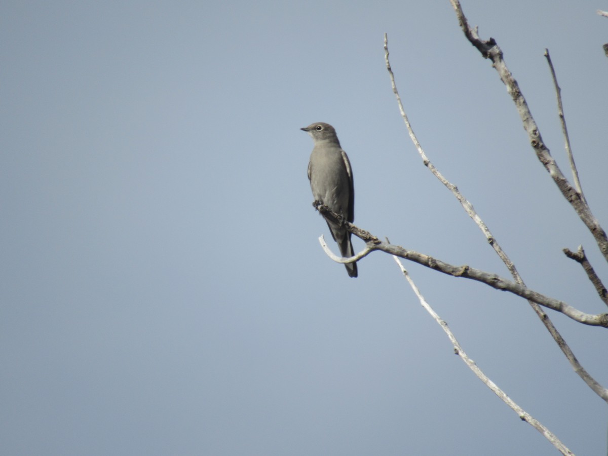 Townsend's Solitaire - ML645570935