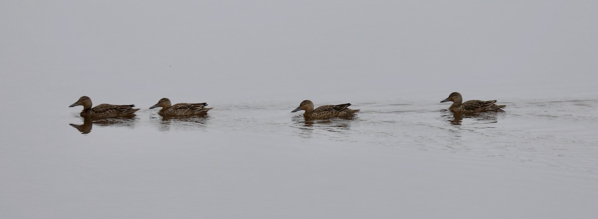 Blue-winged/Cinnamon Teal - ML645570936