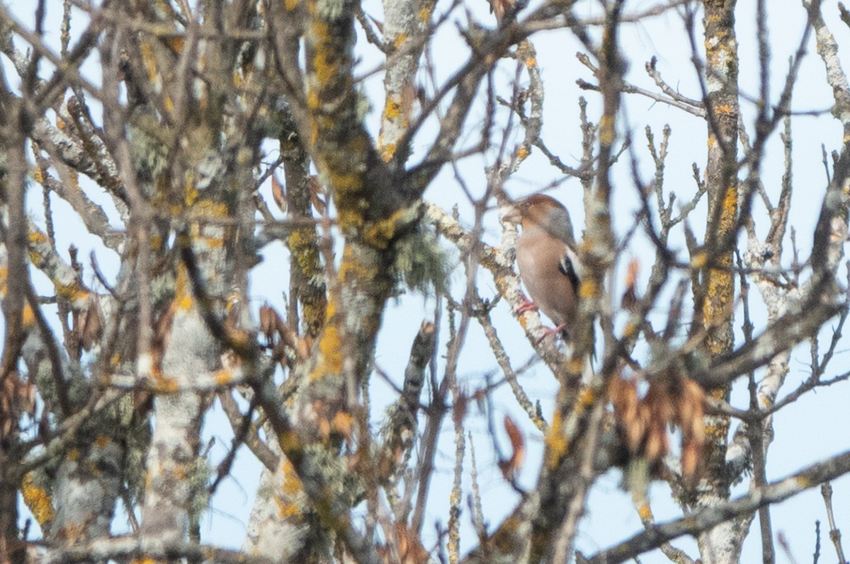 Hawfinch - ML645570956