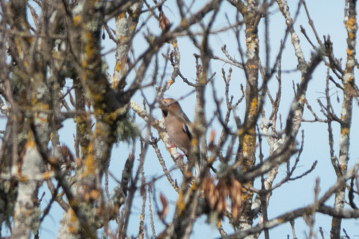 Hawfinch - ML645570957