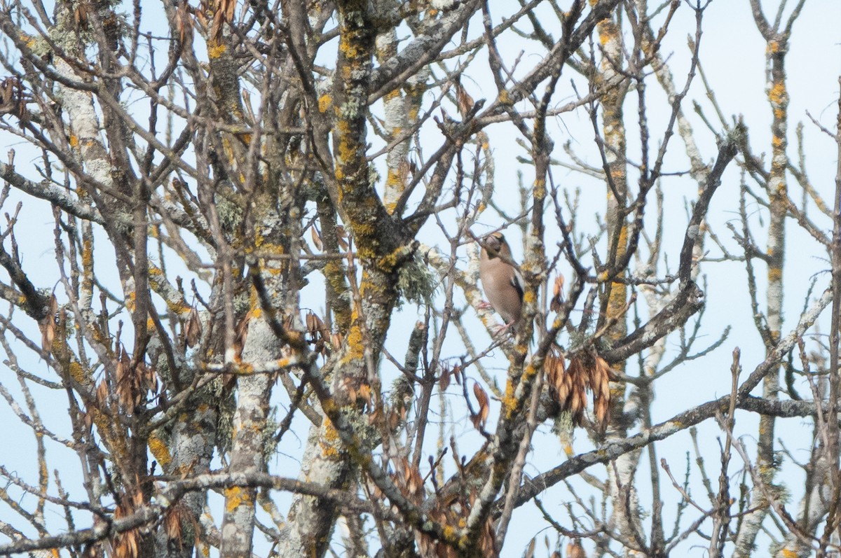 Hawfinch - ML645570958