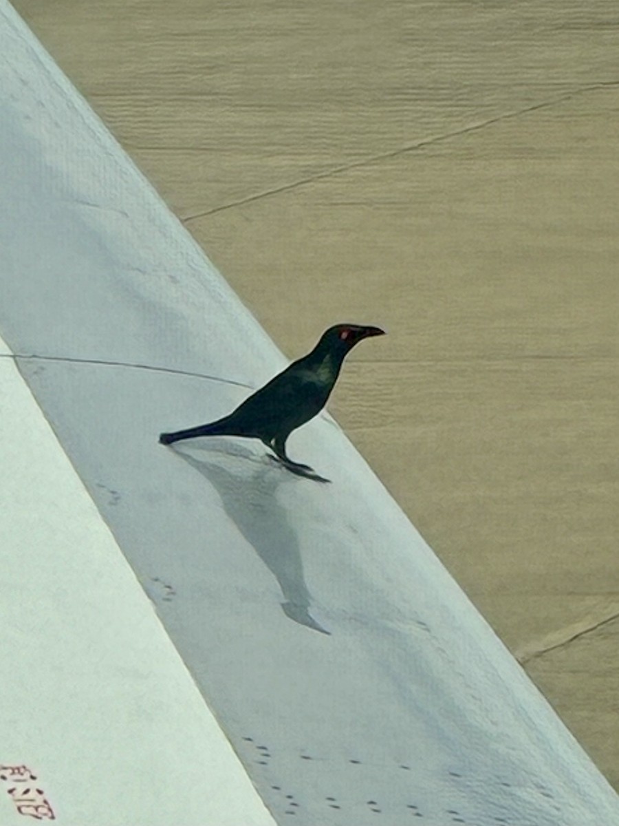 Singing Starling - ML645570960