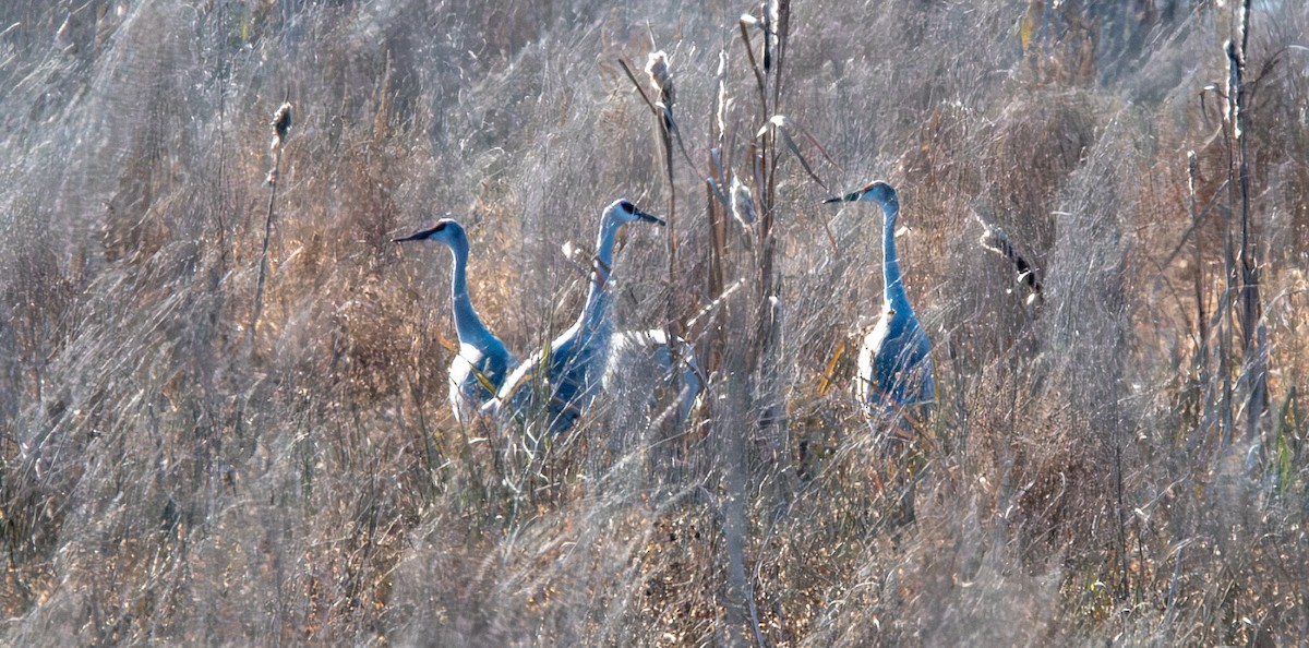 Sandhill Crane - ML645570961