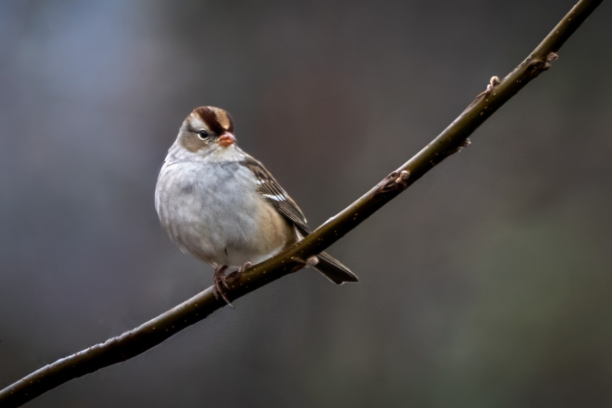 White-crowned Sparrow - ML645570962