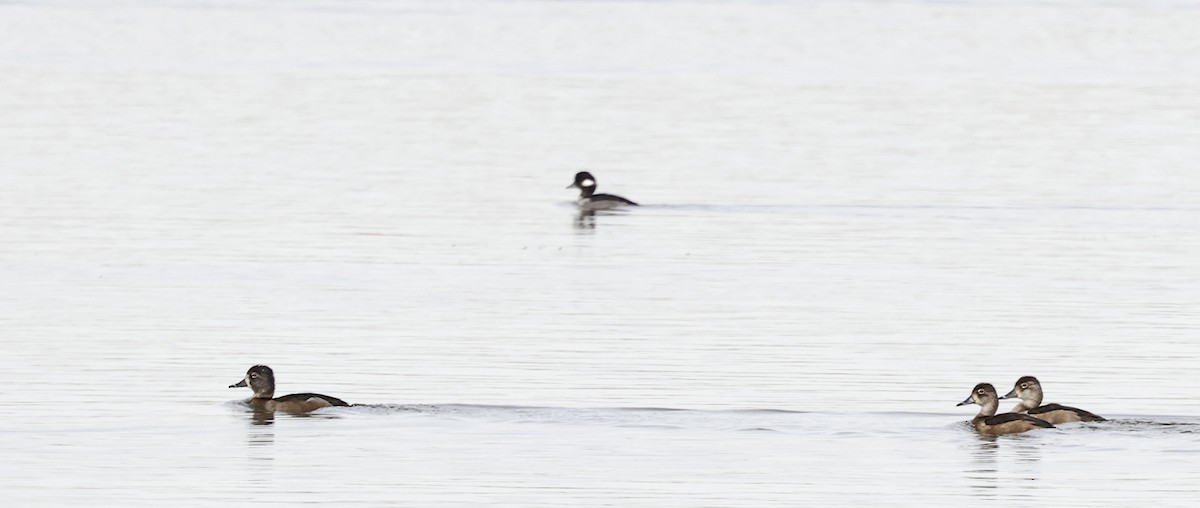 Ring-necked Duck - ML645570964