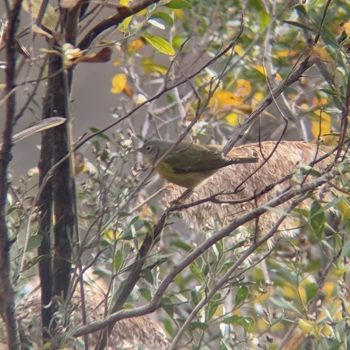 Nashville Warbler - ML645570965