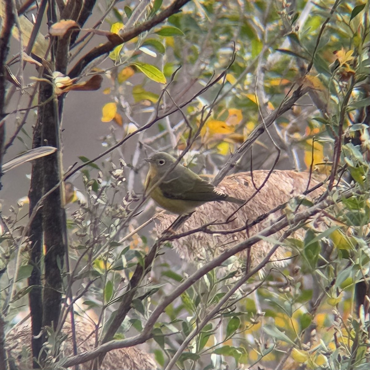 Nashville Warbler - ML645570966