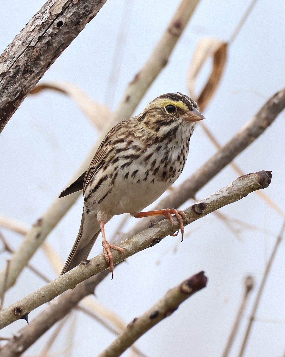 Savannah Sparrow - ML645570969