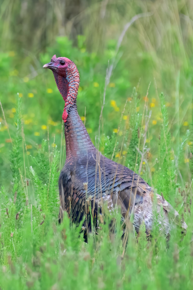 Wild Turkey - ML645570970