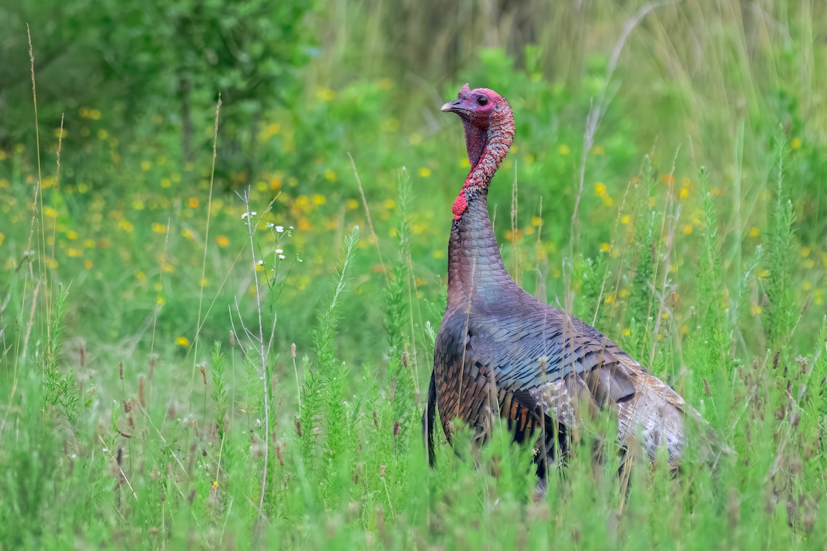 Wild Turkey - ML645570971