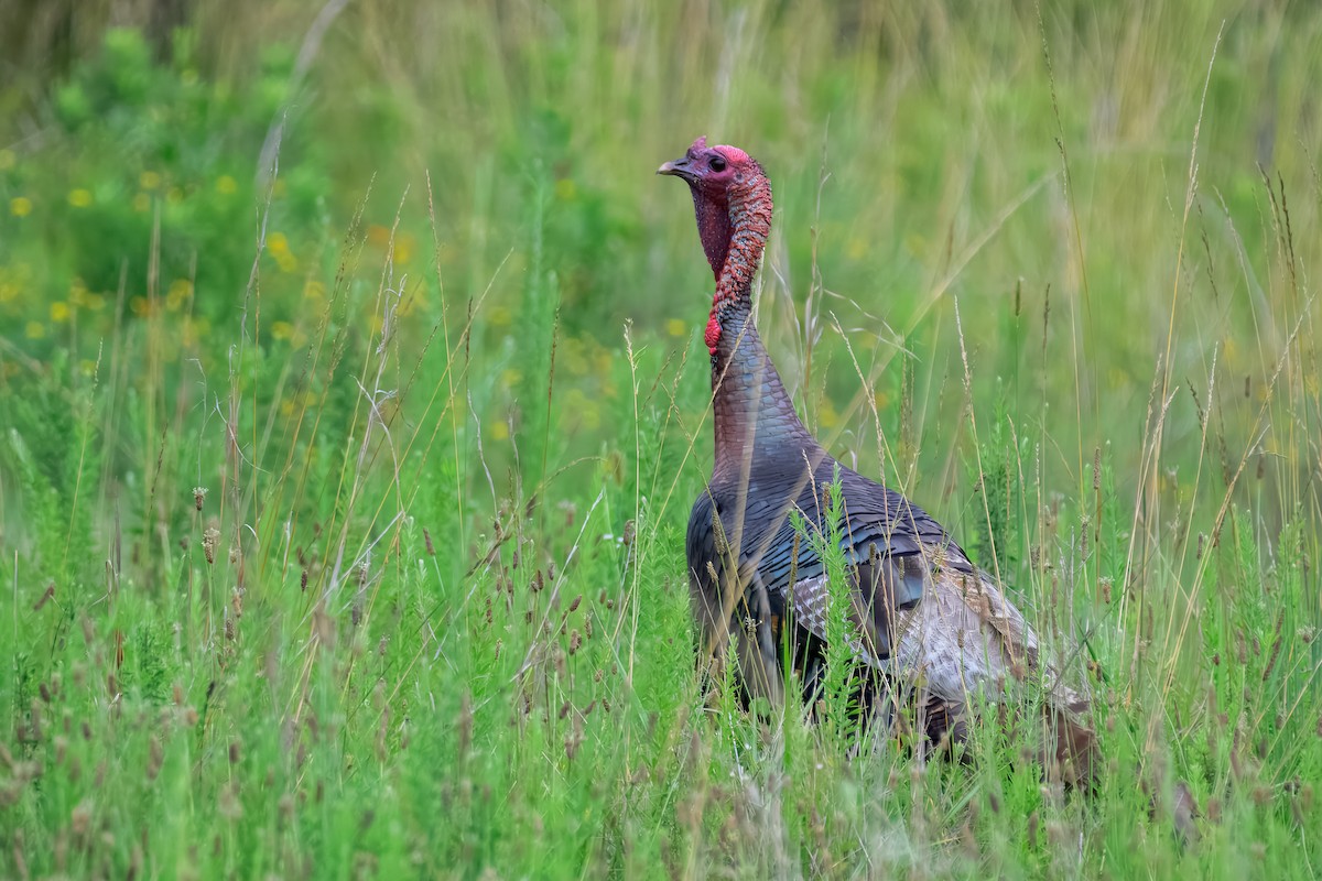 Wild Turkey - ML645570972