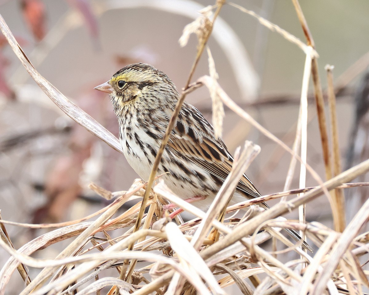 Savannah Sparrow - ML645570982