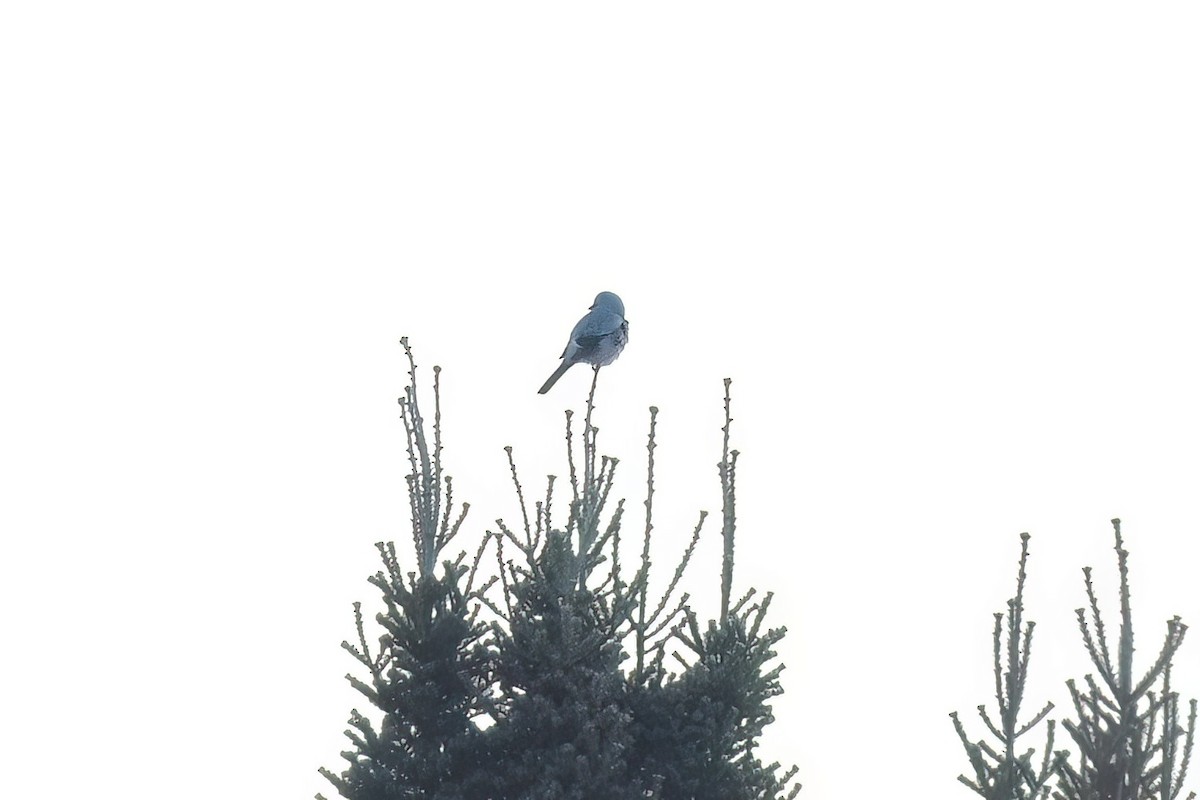 Northern Shrike - ML645570983
