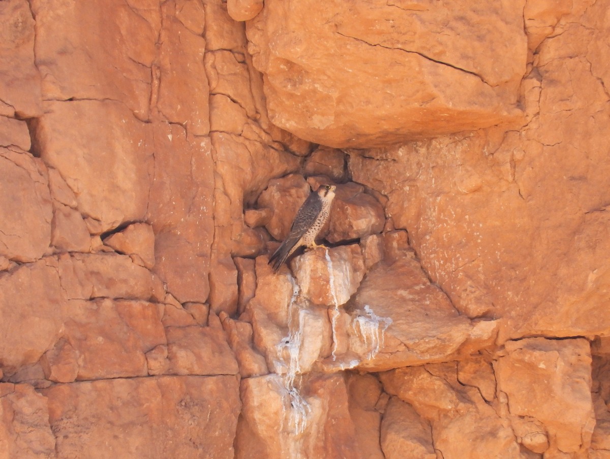 Lanner Falcon - ML645570984