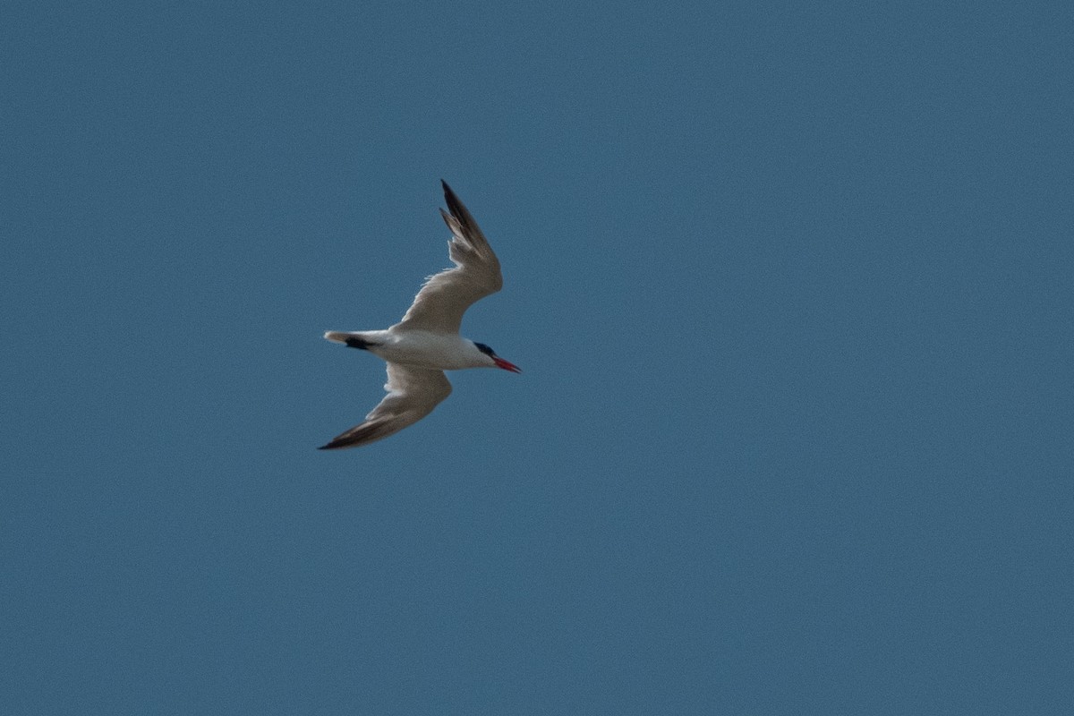 Caspian Tern - ML645570985