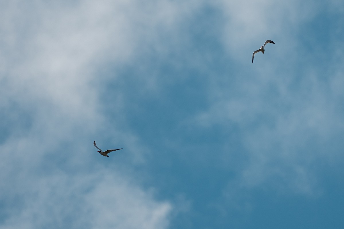 Caspian Tern - ML645570986
