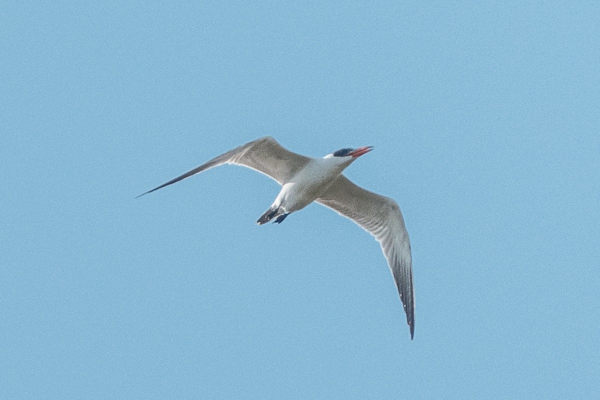 Caspian Tern - ML645570987