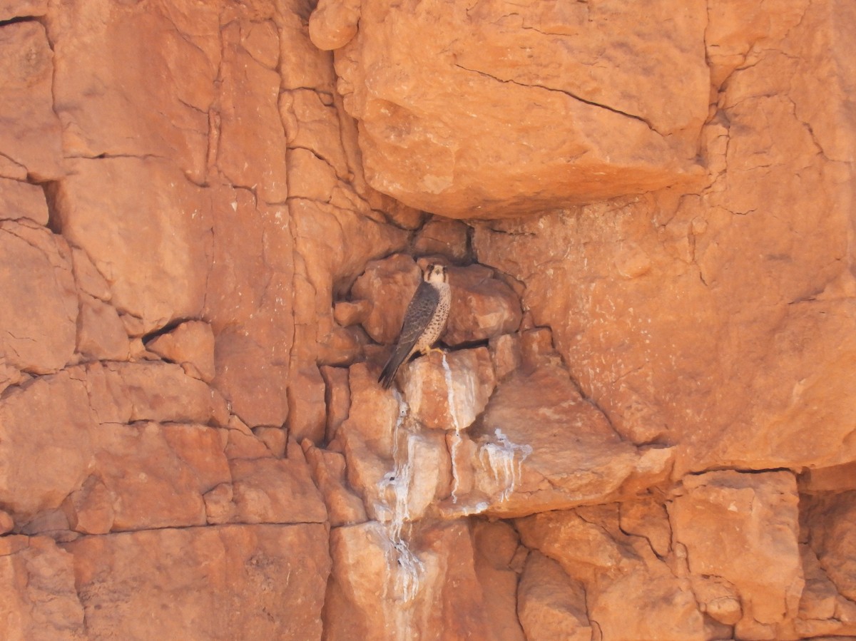 Lanner Falcon - ML645570988