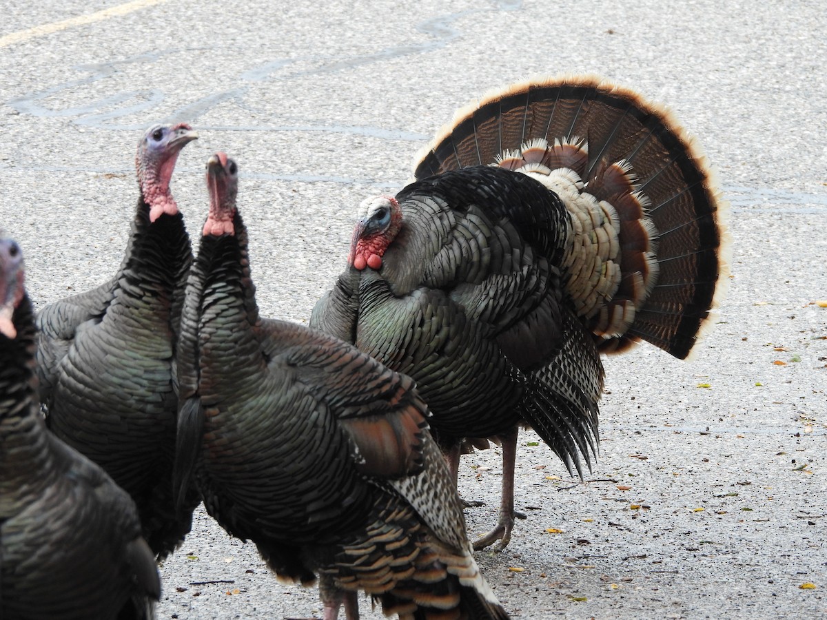 Wild Turkey - ML645570989