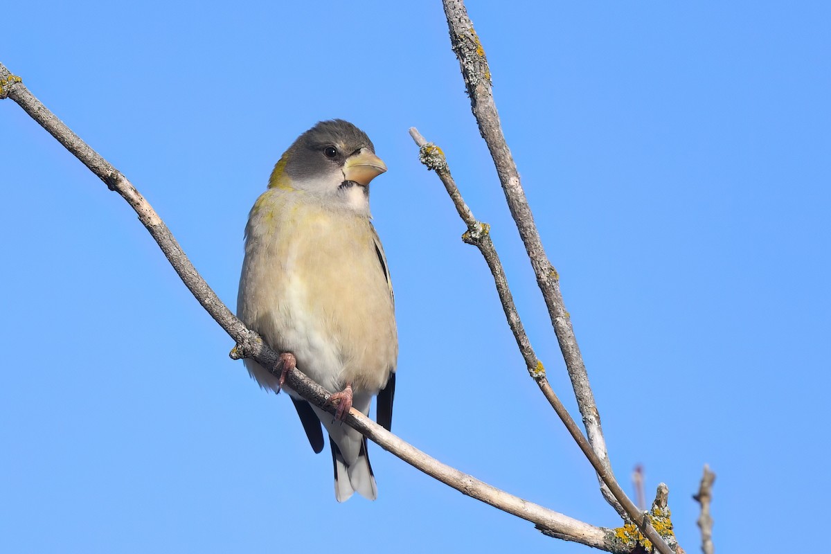 Evening Grosbeak - ML645570991