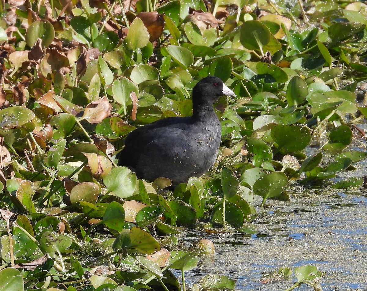 American Coot - ML645570992