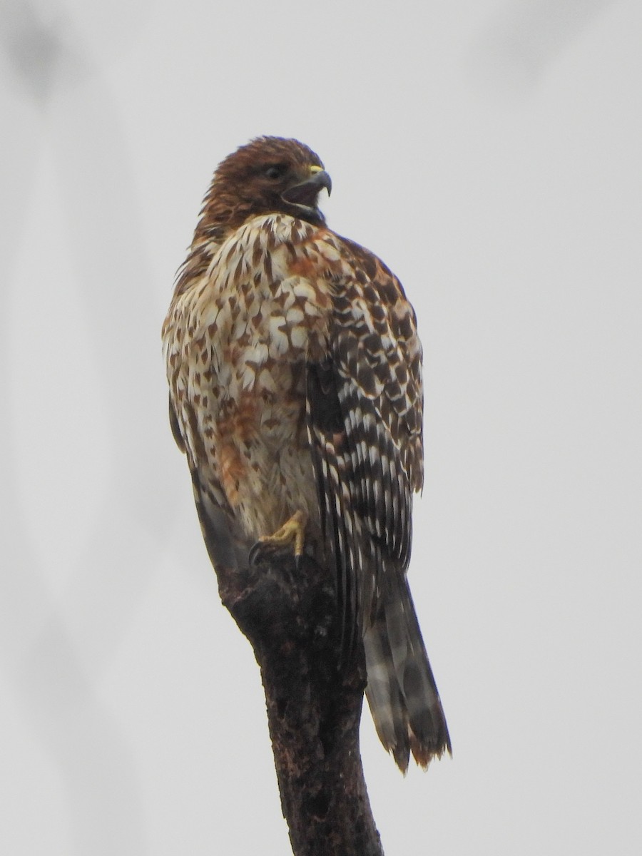 Red-shouldered Hawk - ML645570995