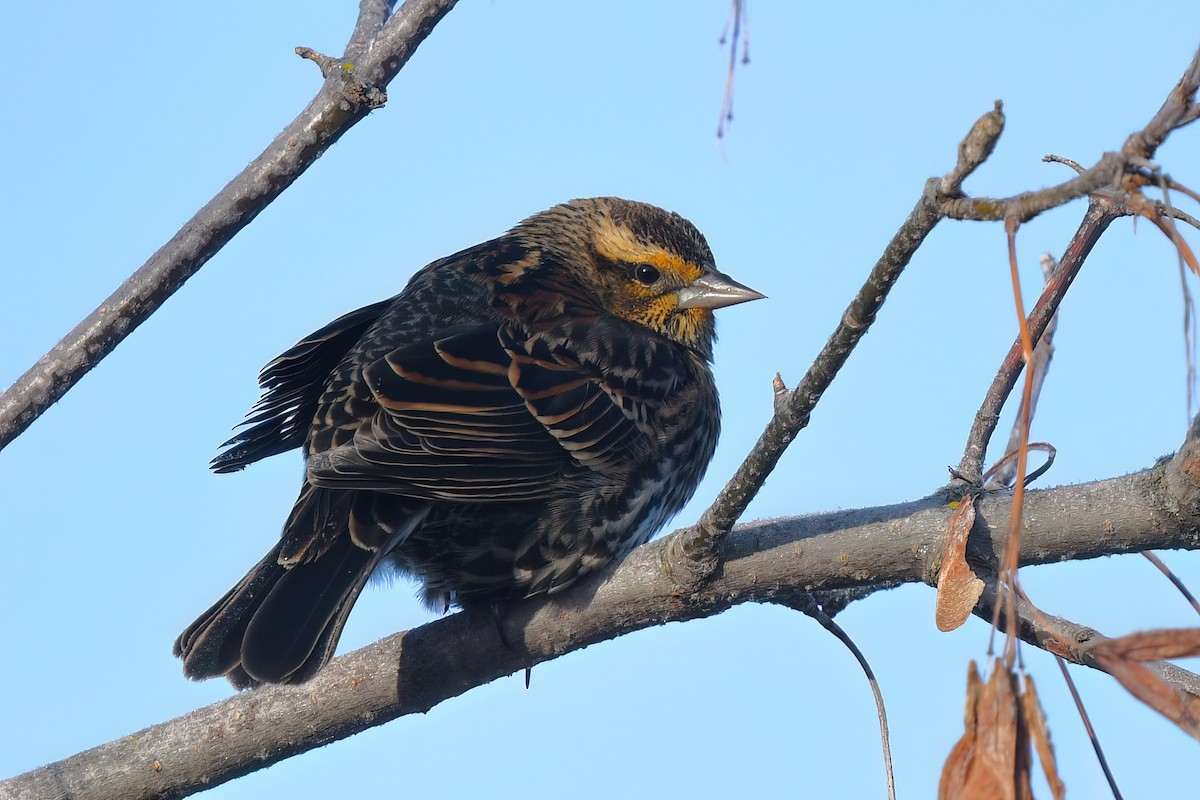 Red-winged Blackbird (Red-winged) - ML645570996