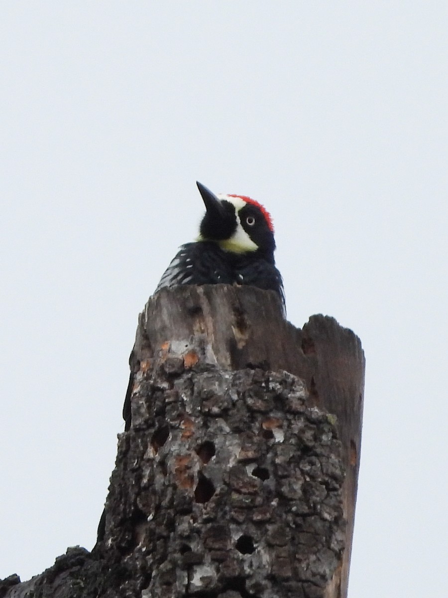 Acorn Woodpecker - ML645570999