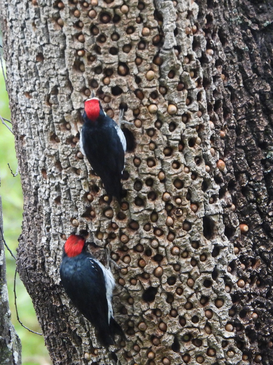 Acorn Woodpecker - ML645571000