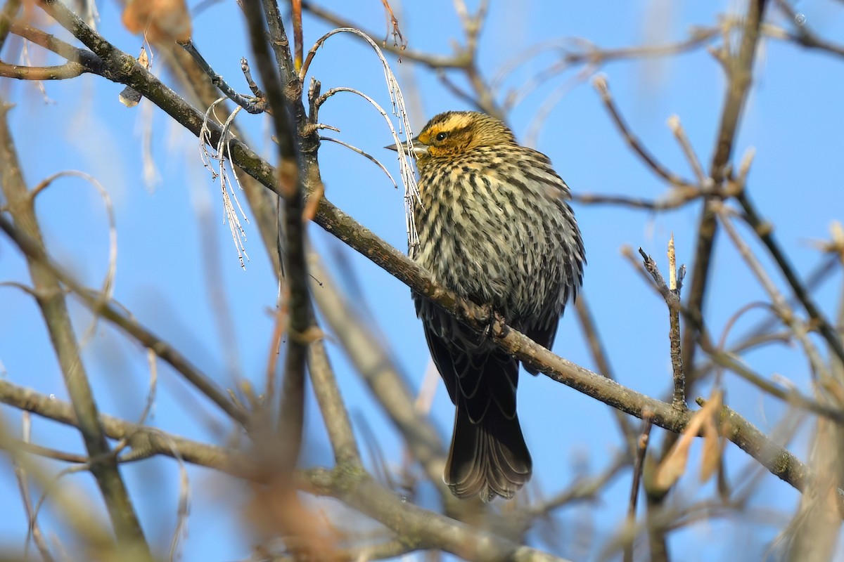 Red-winged Blackbird (Red-winged) - ML645571005