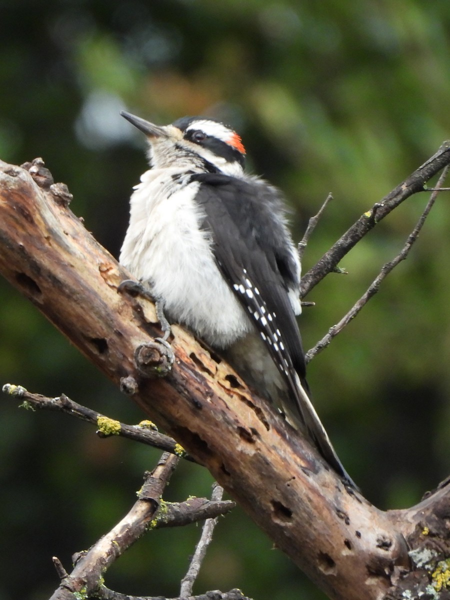 Hairy Woodpecker - ML645571008