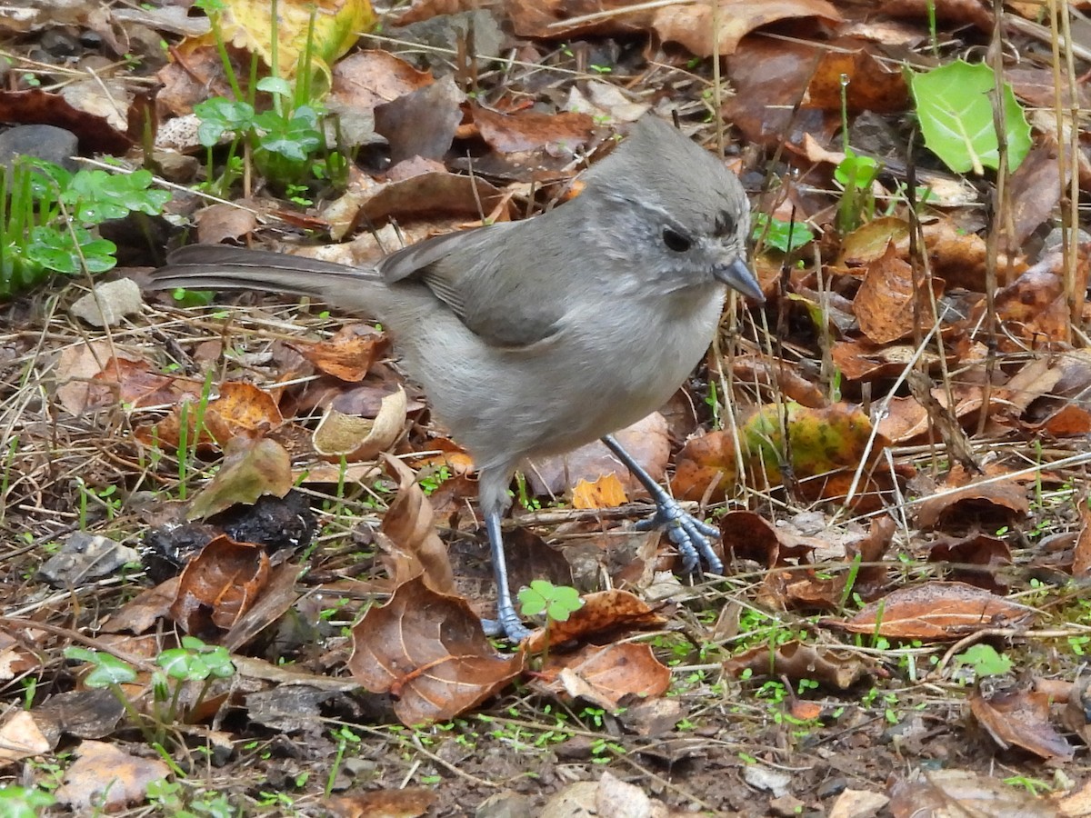 Oak Titmouse - ML645571009